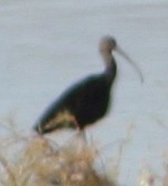 ibis americký - ML609361988