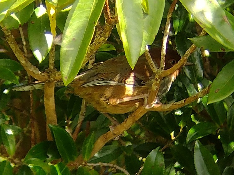 Actinodura de Formosa - ML609362008