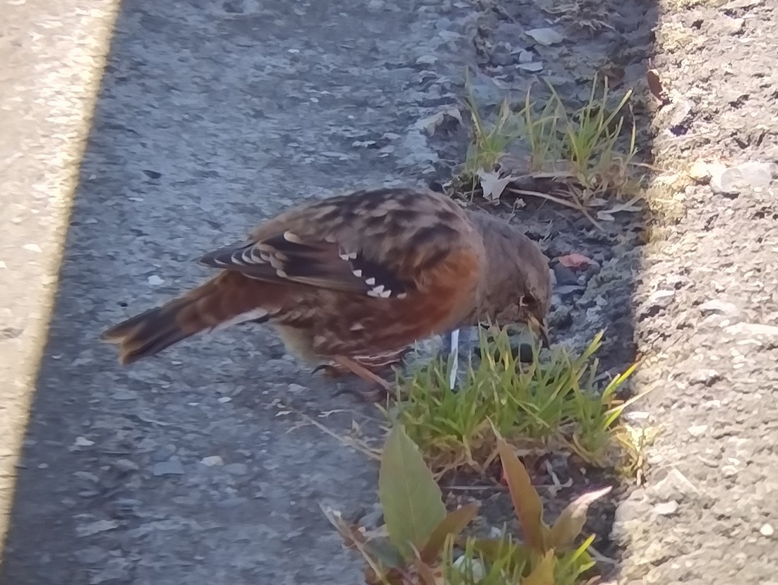 Alpine Accentor - Lars Mannzen