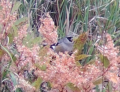 Taiwan Bullfinch - ML609362090