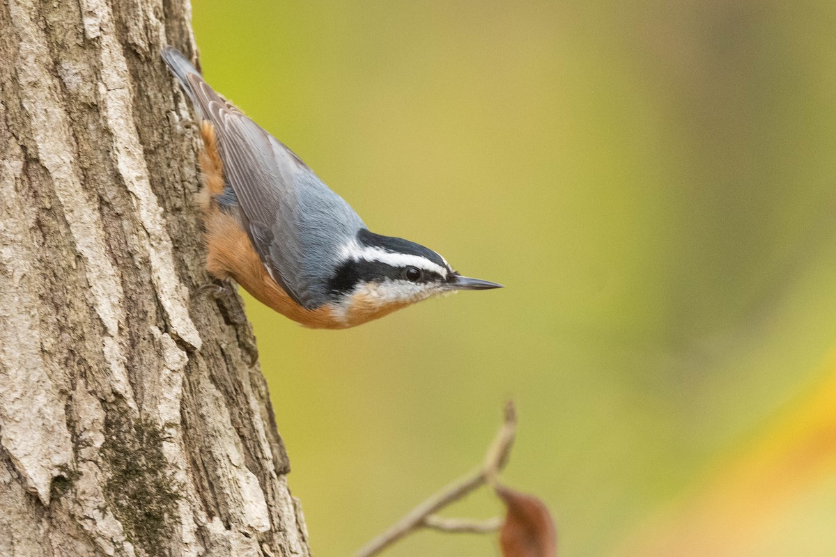 Red-breasted Nuthatch - Jonathan Irons