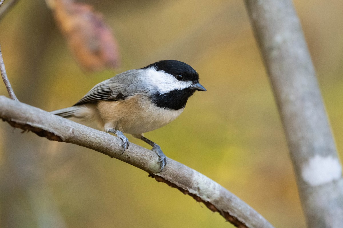 Carolina Chickadee - ML609362150