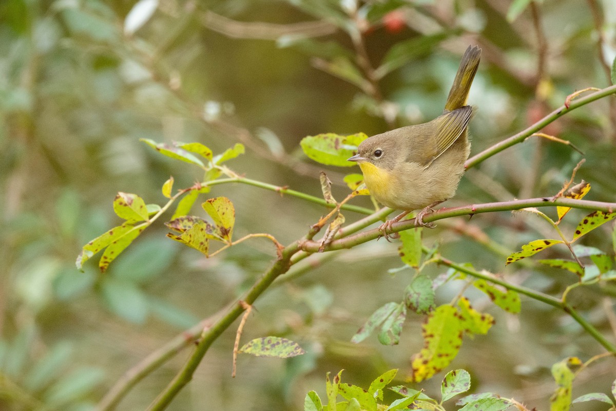 Common Yellowthroat - Jonathan Irons