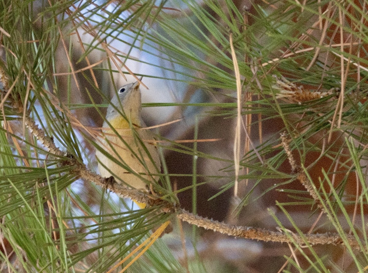 Virginia's Warbler - ML609362228