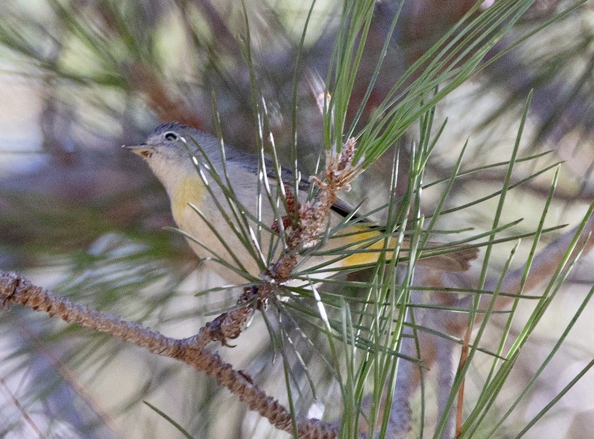 Virginia's Warbler - ML609362229