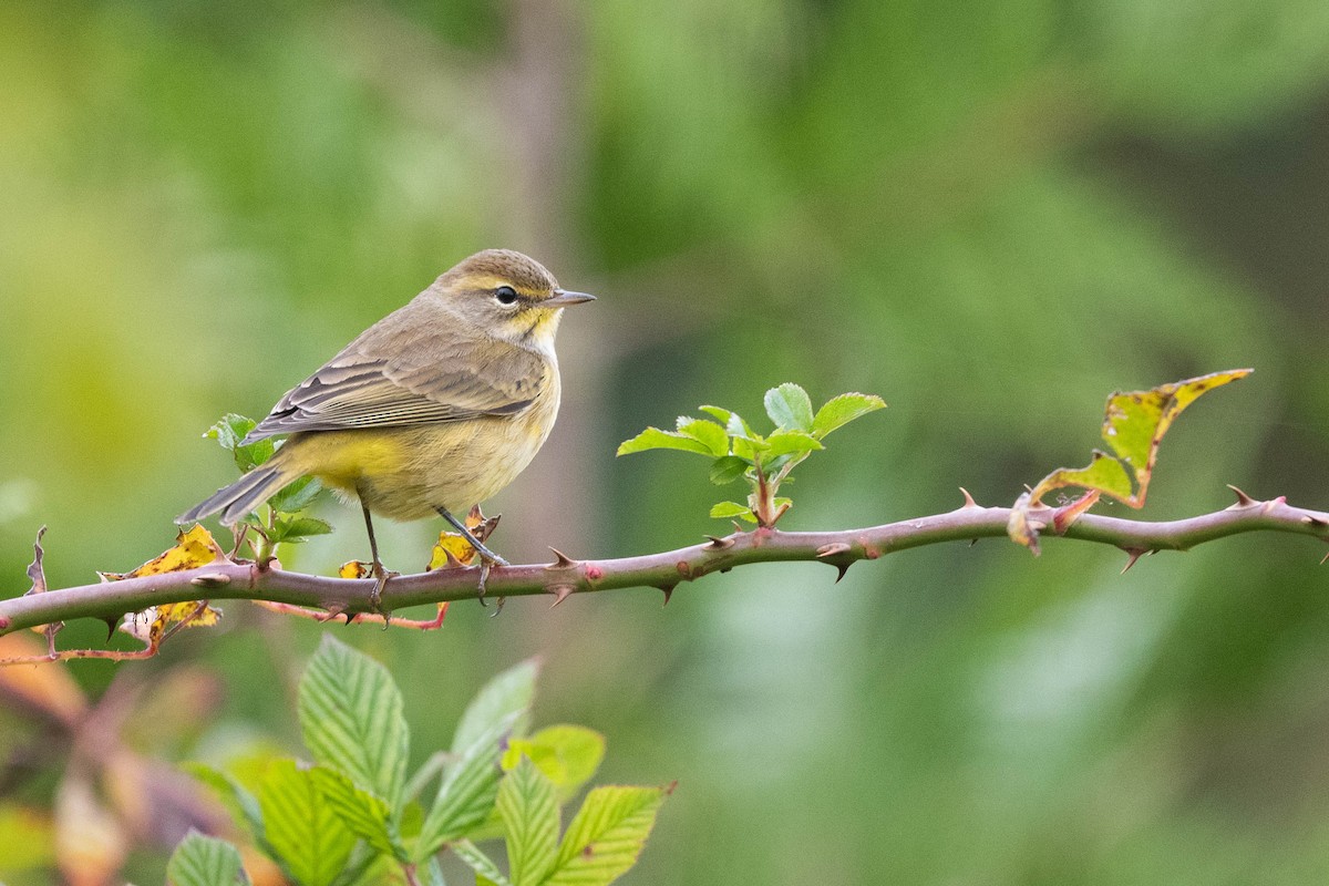 Palm Warbler - Jonathan Irons