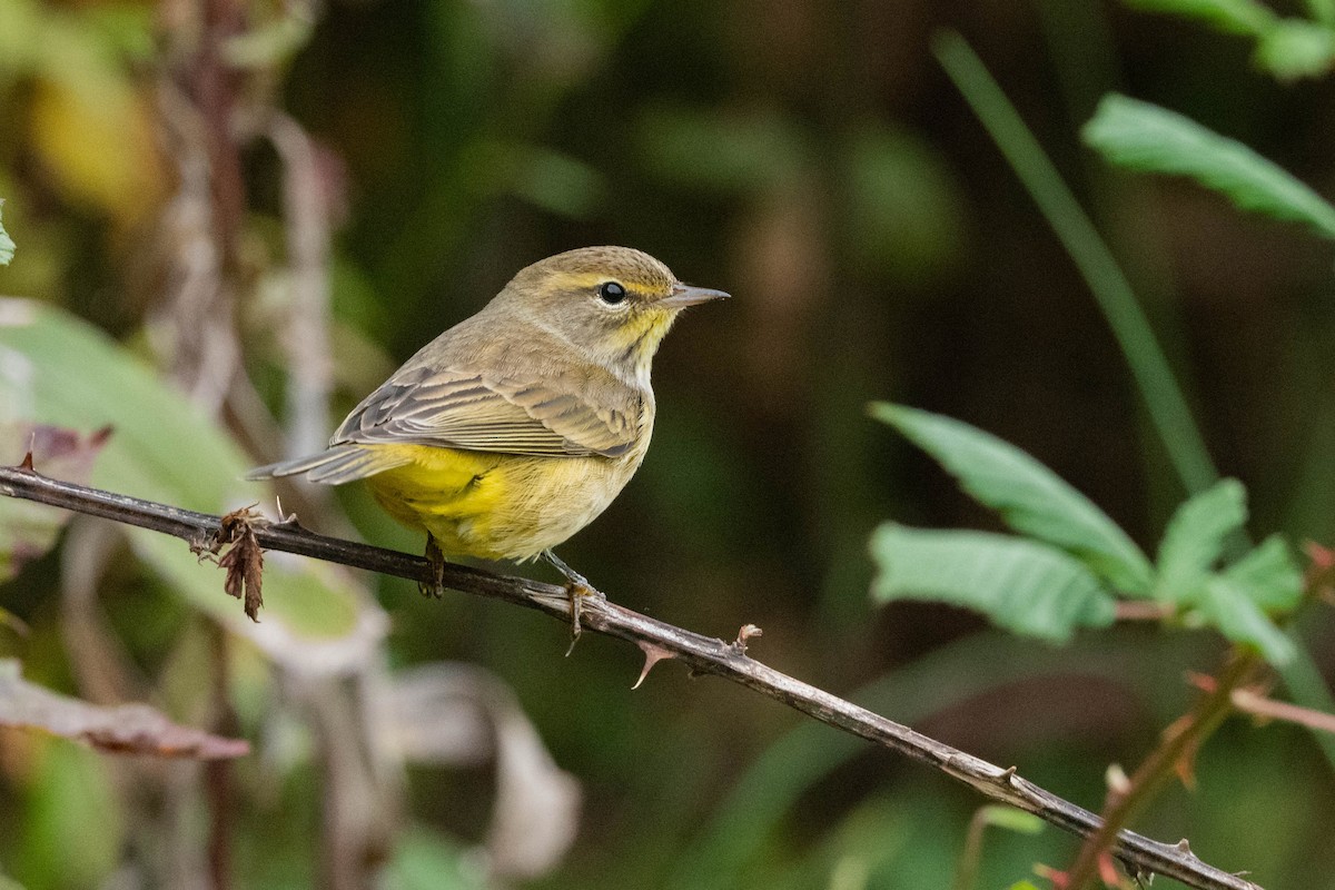 Palm Warbler - Jonathan Irons