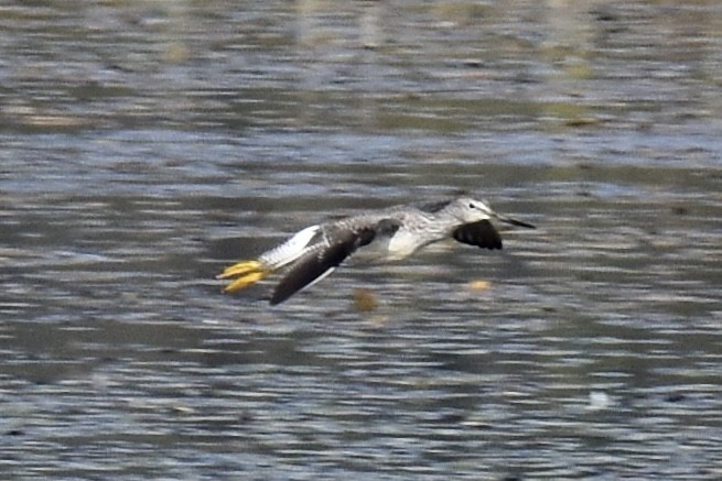 Greater Yellowlegs - ML609362266