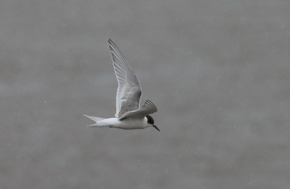 Arctic Tern - ML609362378