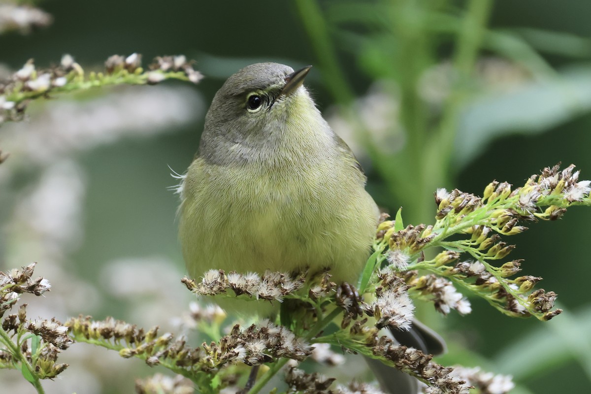 Orange-crowned Warbler - ML609362412