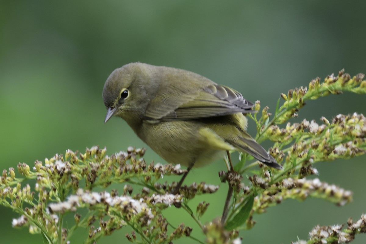 Orange-crowned Warbler - ML609362414