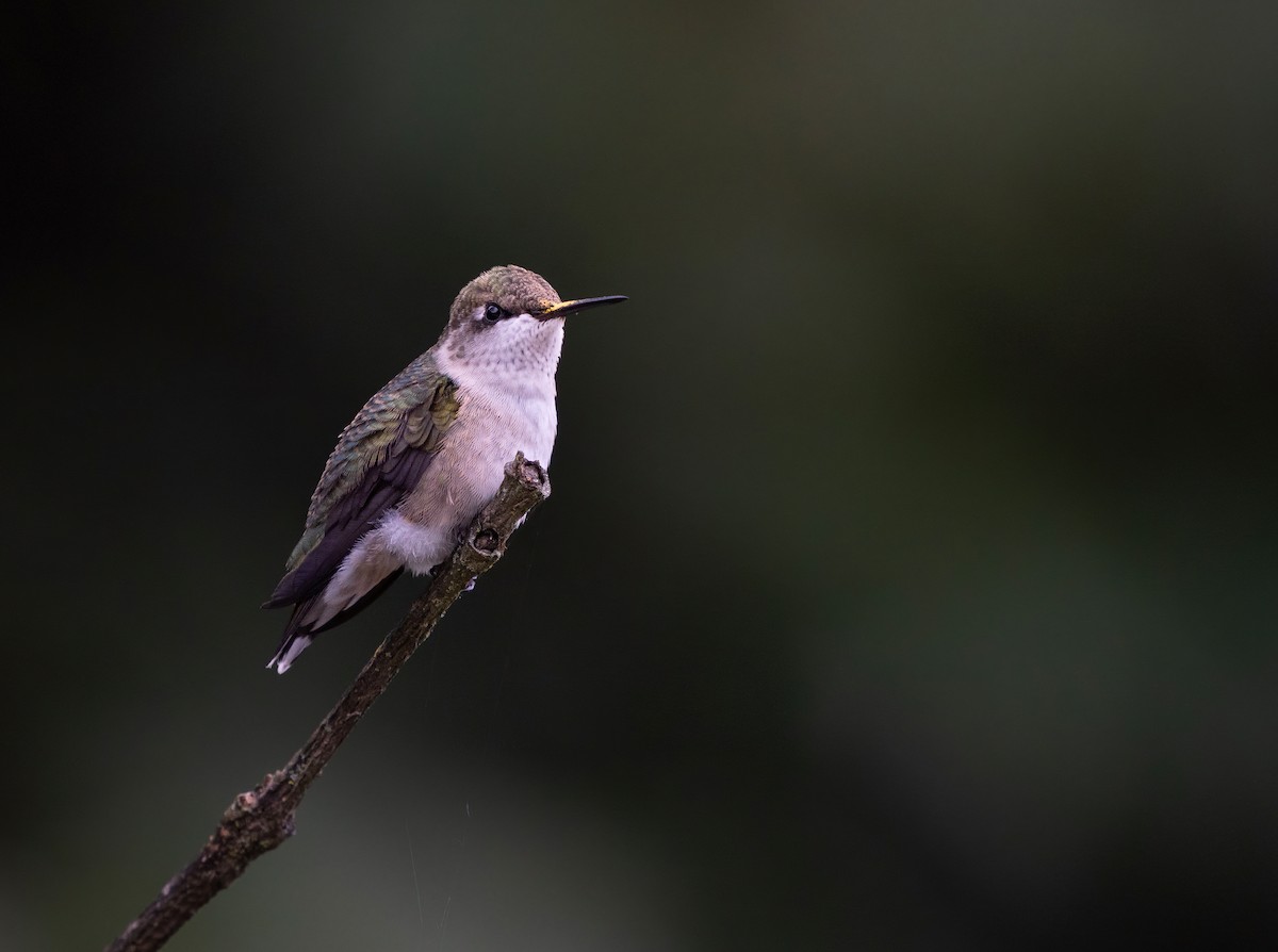 Ruby-throated Hummingbird - Erica Heusser