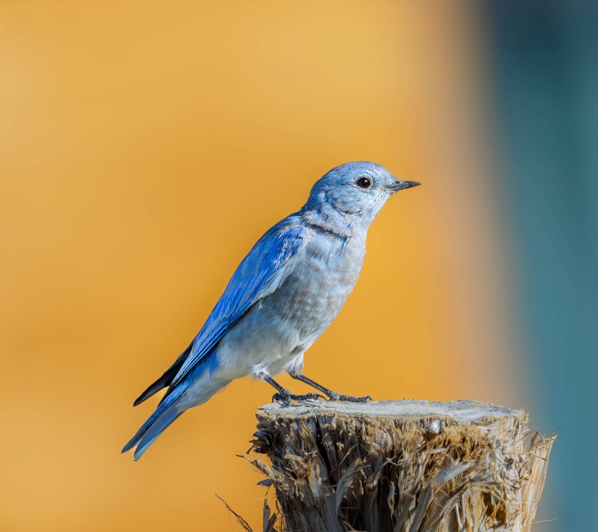 Mountain Bluebird - ML609362485