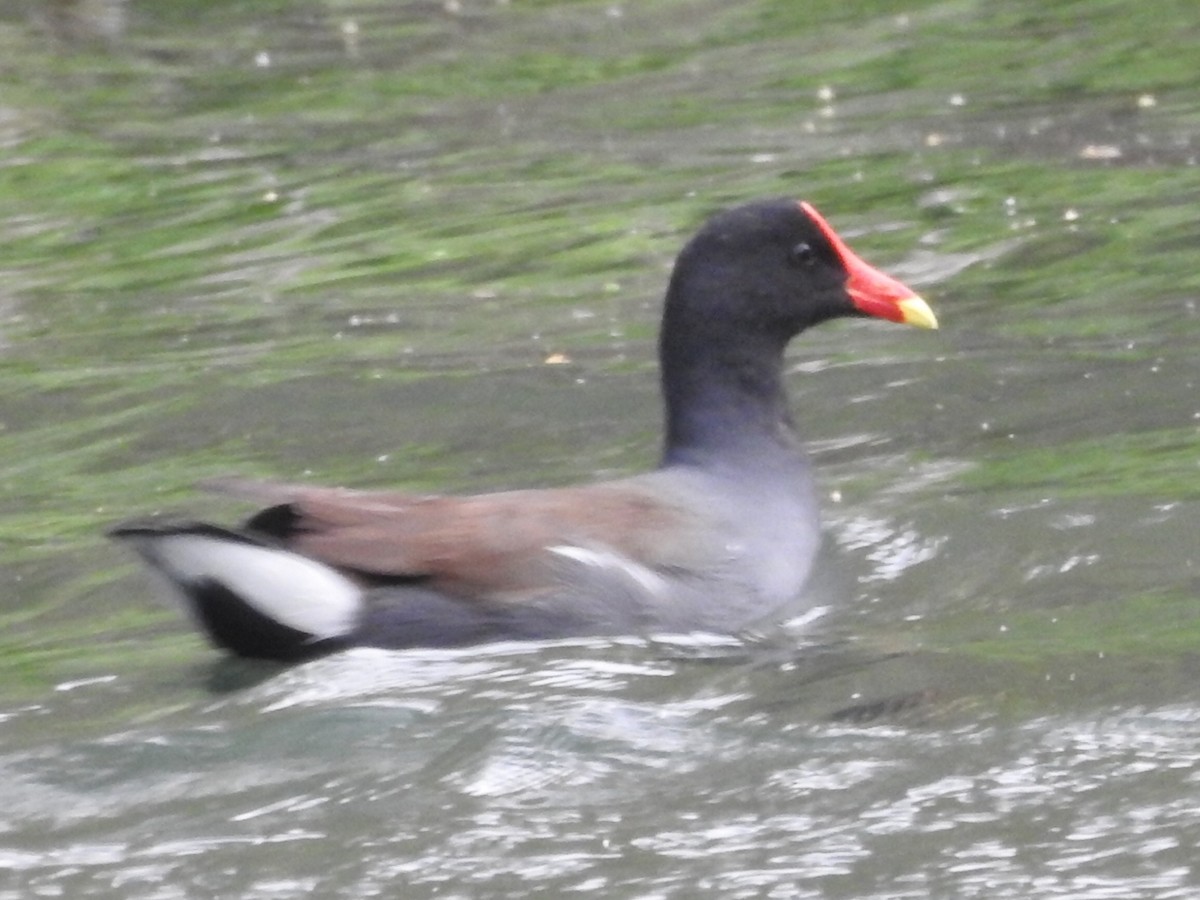 Common Gallinule - ML609362489