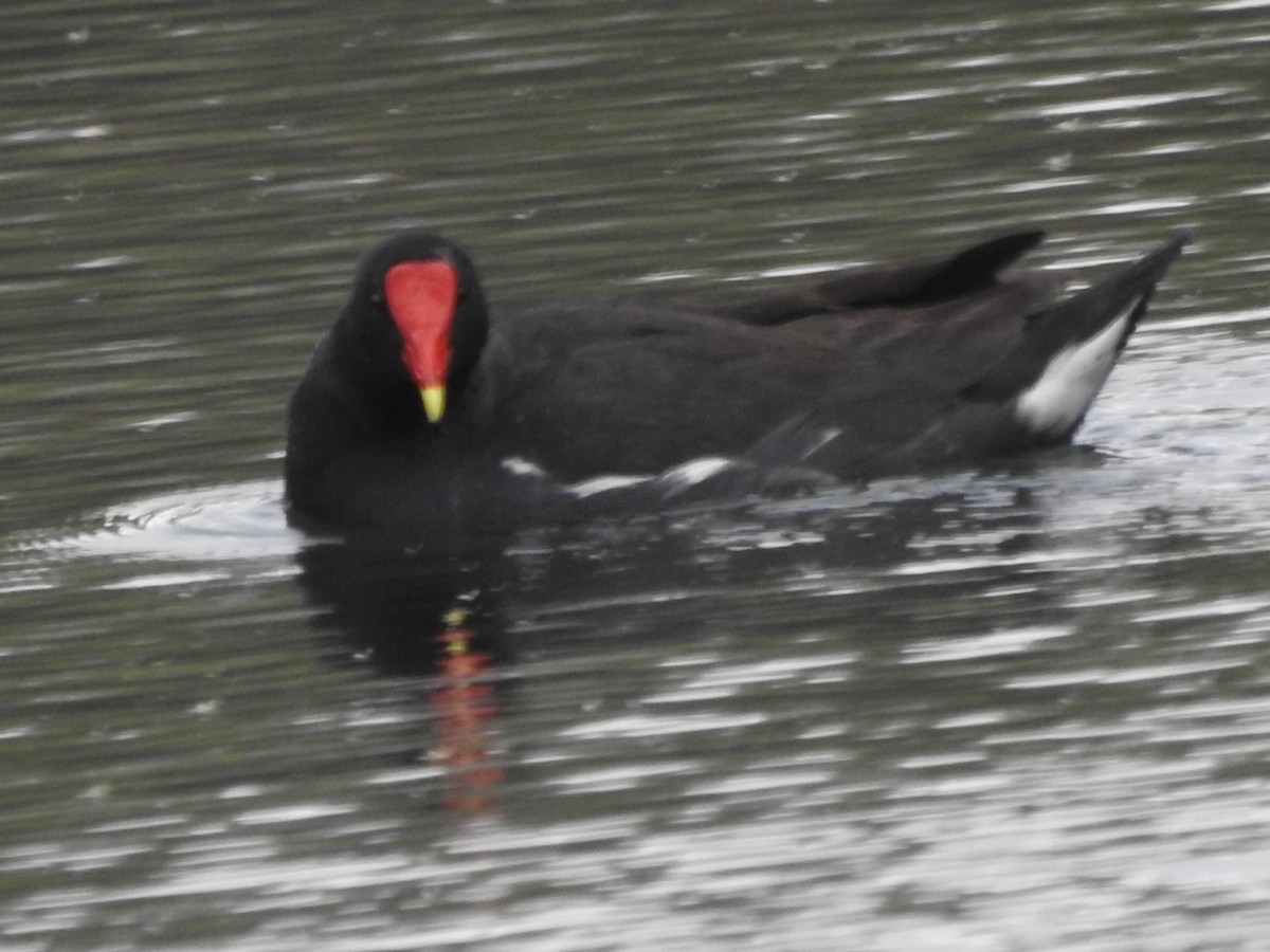 Common Gallinule - ML609362493
