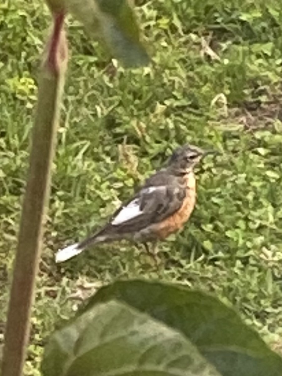 American Robin - ML609362513