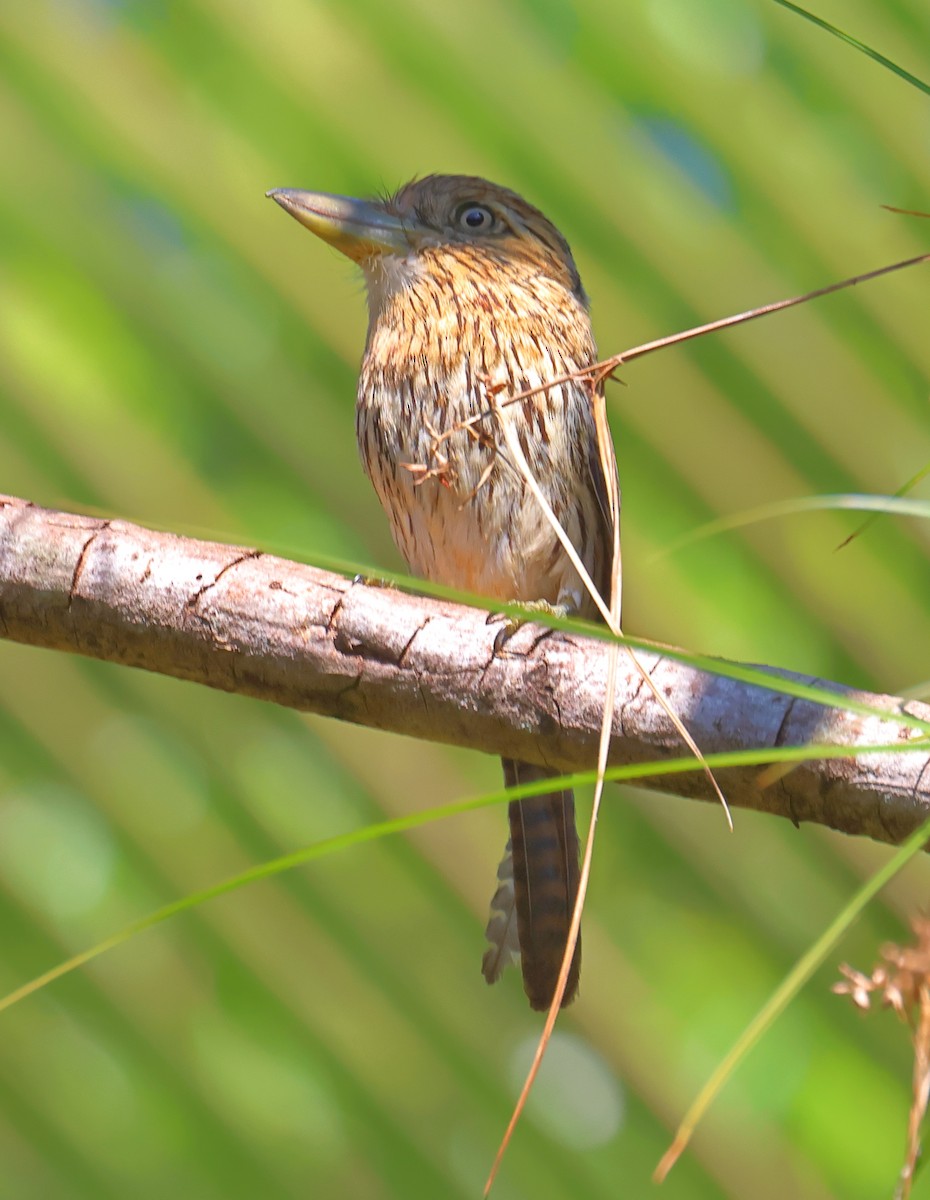 Eastern Striolated-Puffbird (Natterer's) - Mats Hildeman