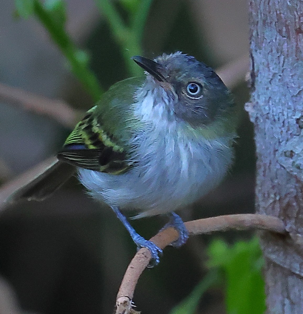 Buff-cheeked Tody-Flycatcher - Mats Hildeman