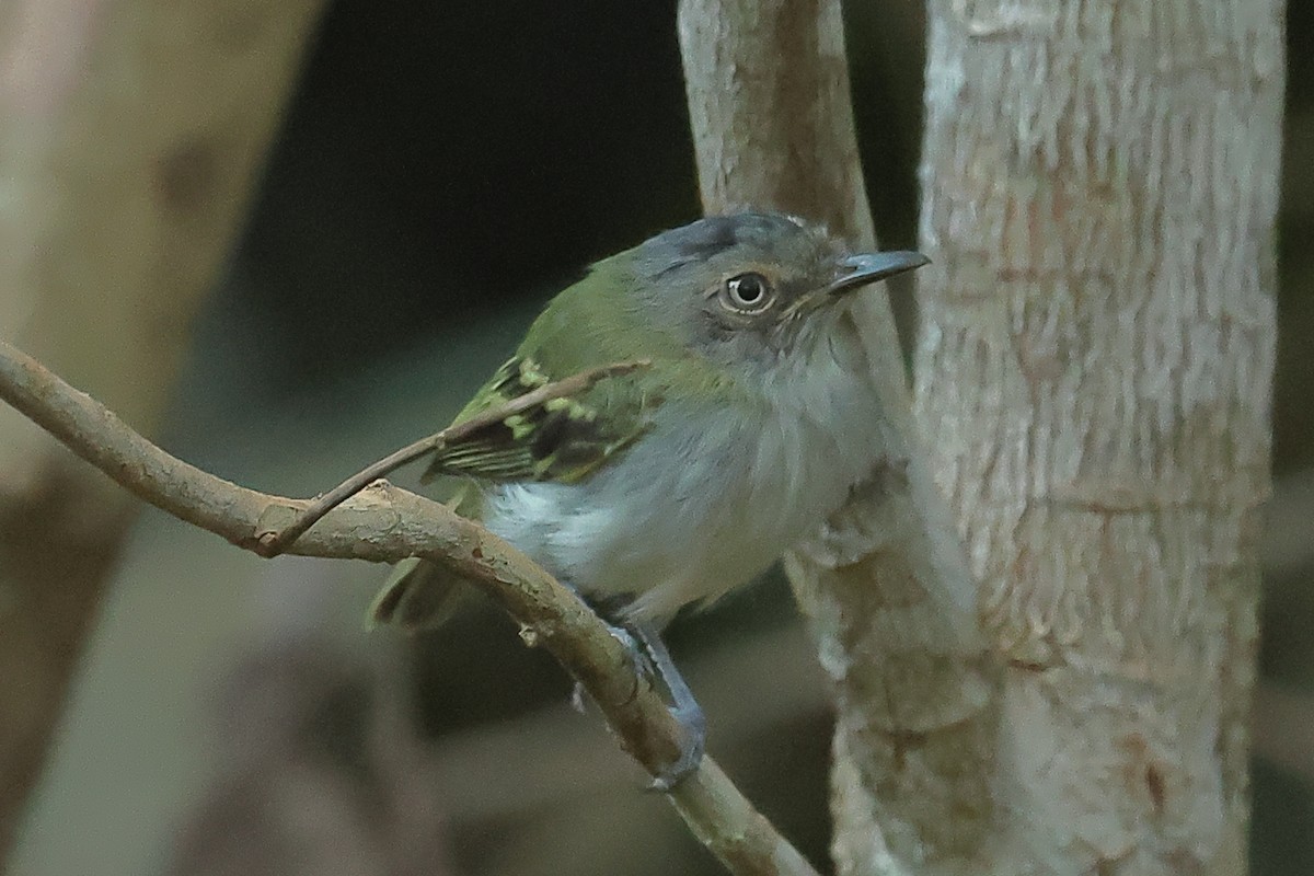 Buff-cheeked Tody-Flycatcher - ML609362622