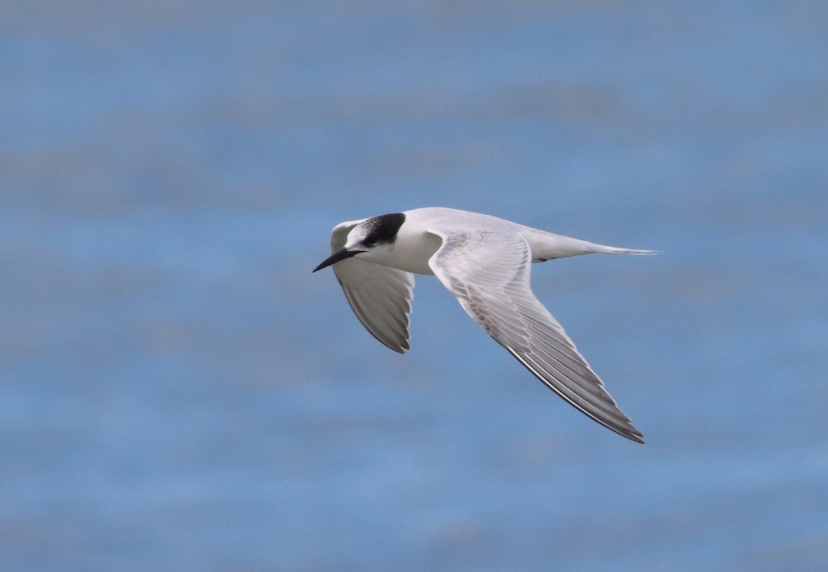 Common Tern - ML609362630