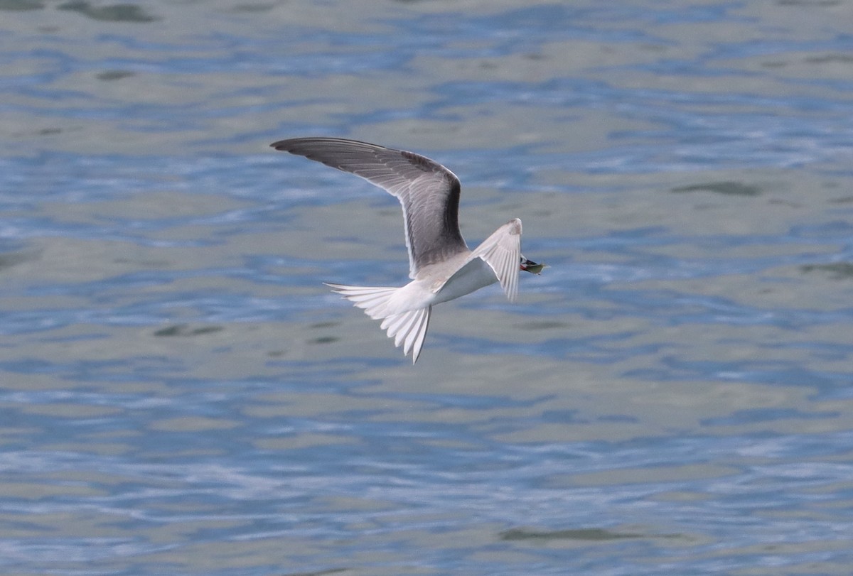 Common Tern - ML609362631