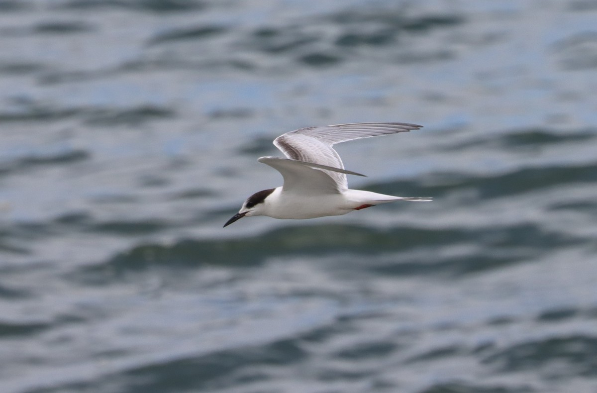 Common Tern - ML609362632