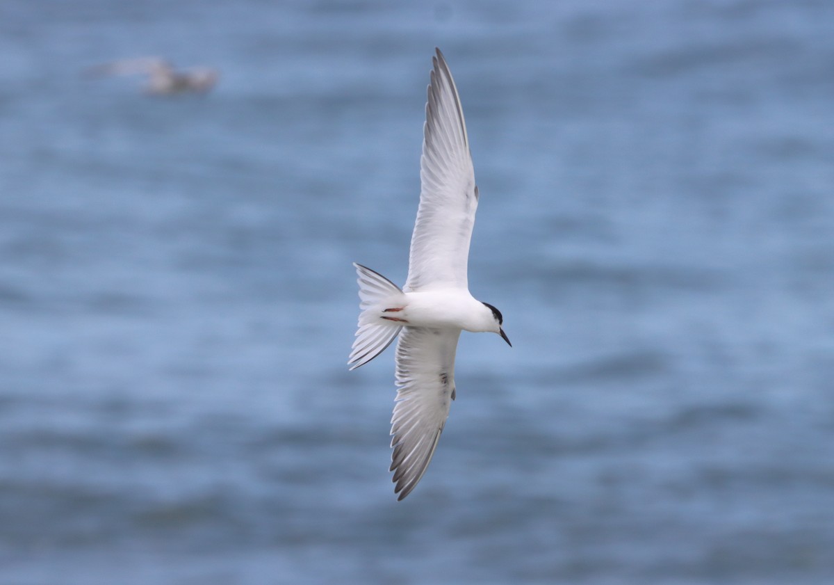 Common Tern - ML609362633