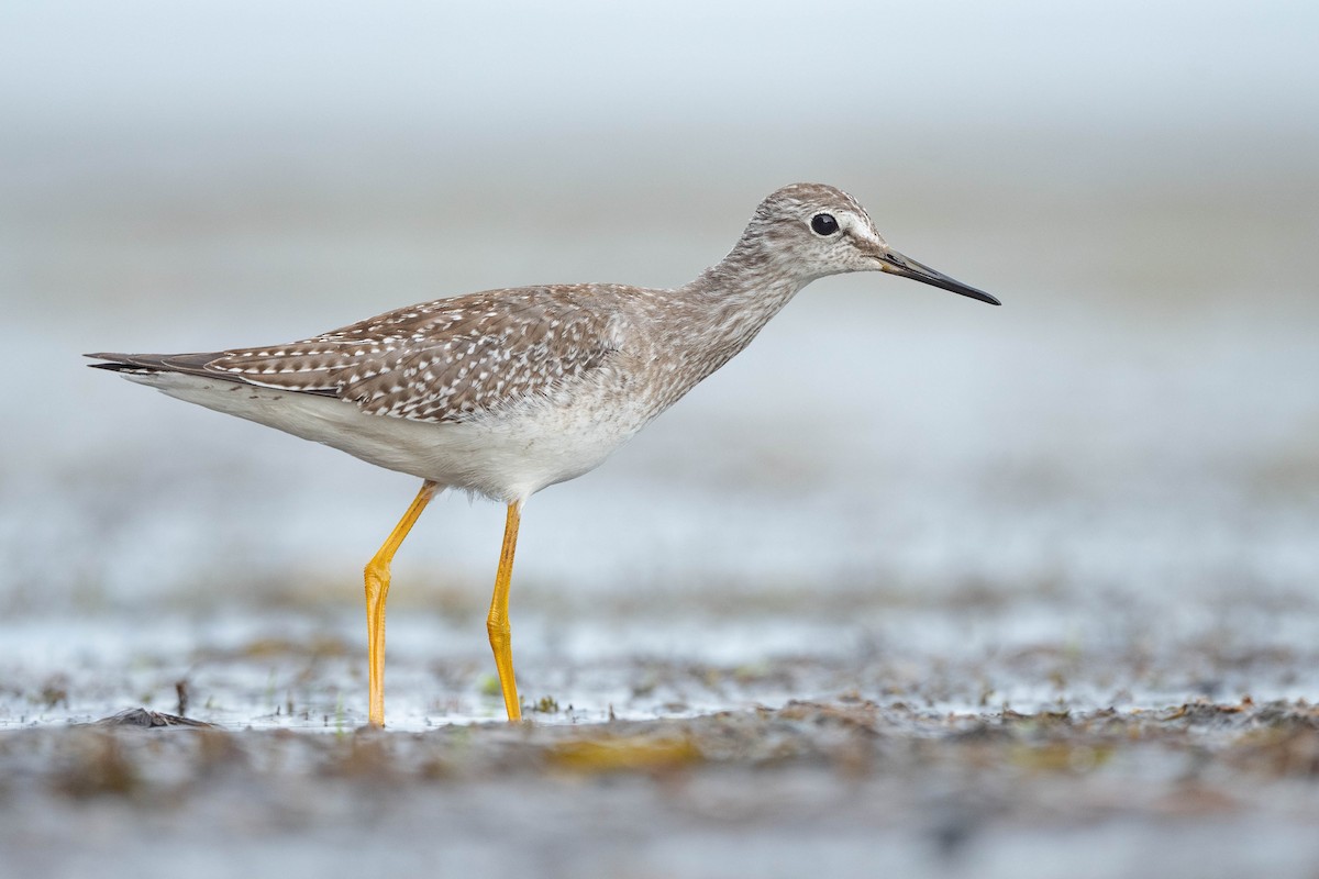 Lesser Yellowlegs - ML609362638