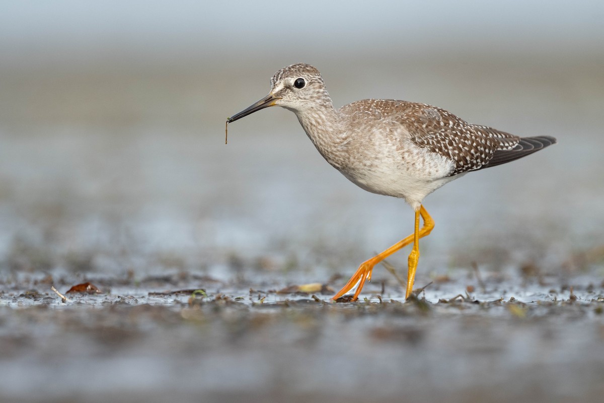 Lesser Yellowlegs - ML609362639