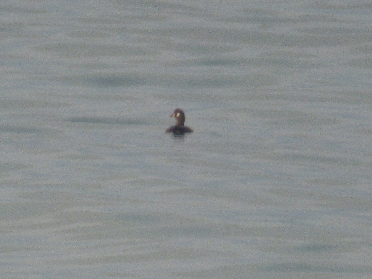 Harlequin Duck - Hank George