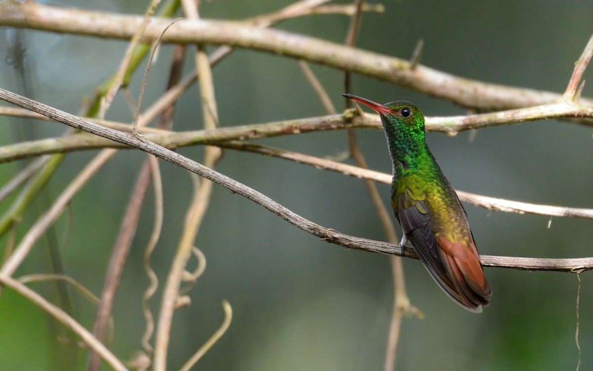 Rufous-tailed Hummingbird (Rufous-tailed) - ML609362750