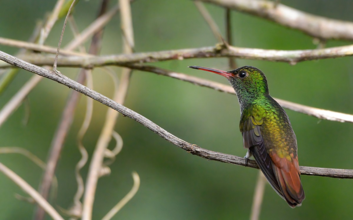 Rufous-tailed Hummingbird (Rufous-tailed) - ML609362751
