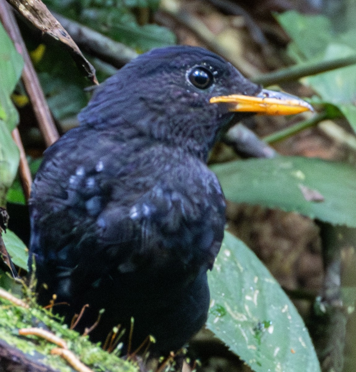 Malayan Whistling-Thrush - Soo sing Loke