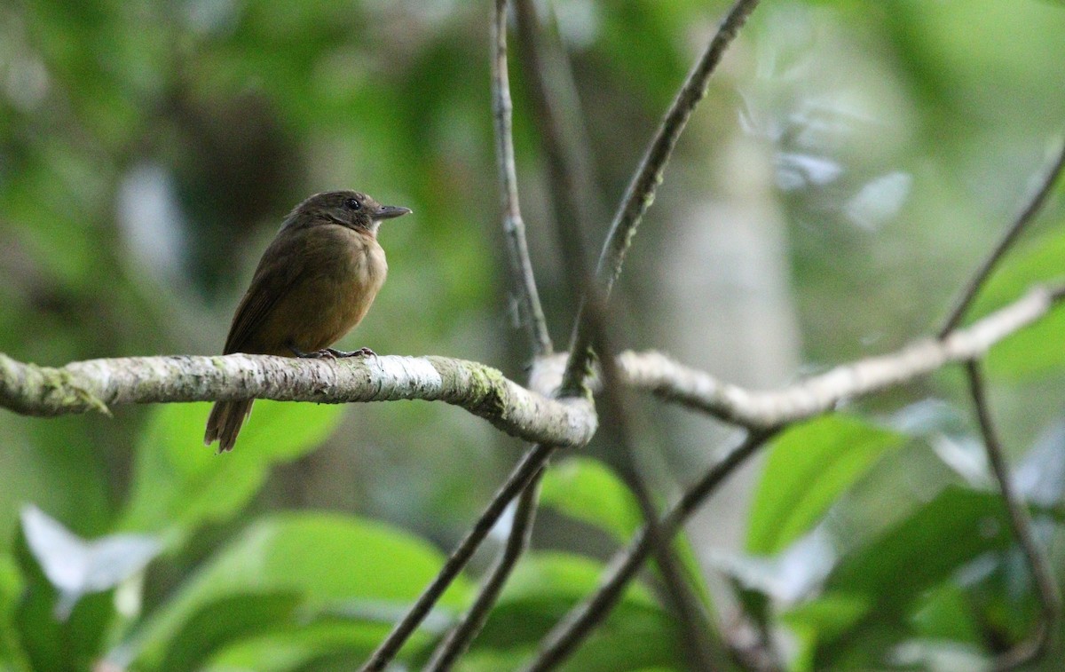 Dusky-throated Antshrike - Richard Greenhalgh