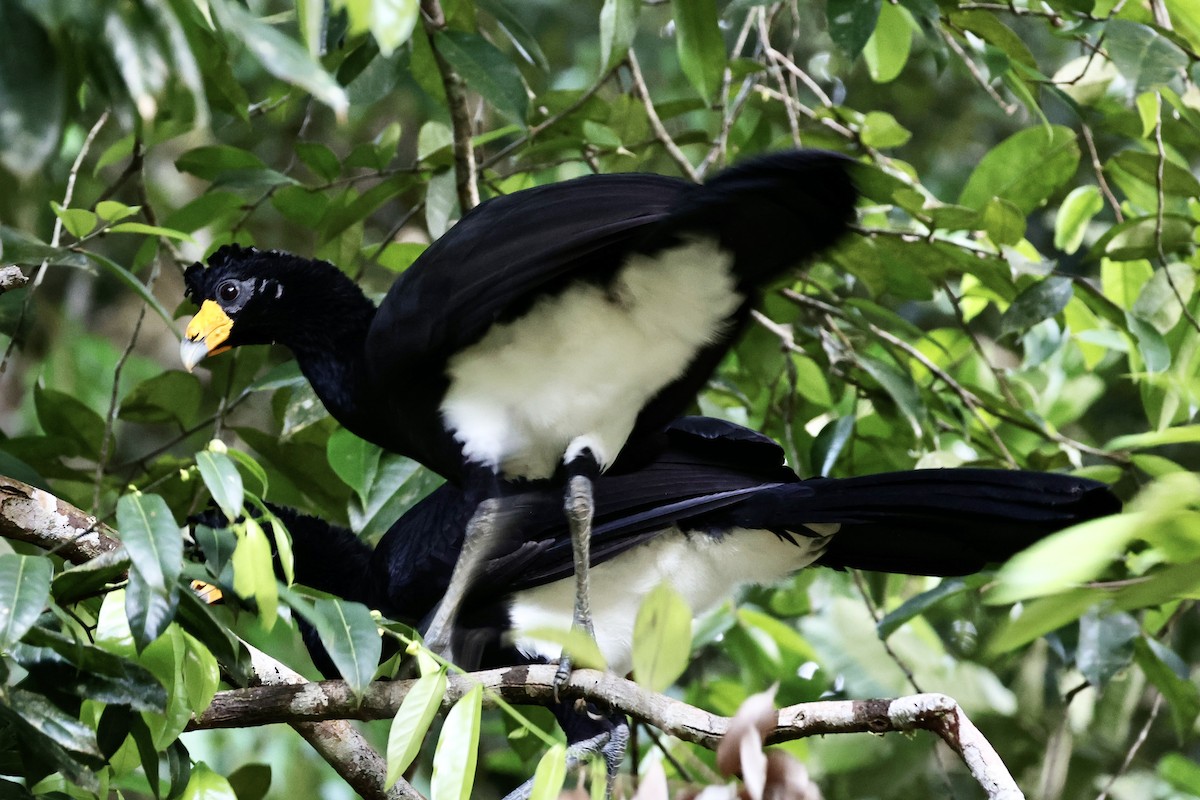 Black Curassow - ML609363181