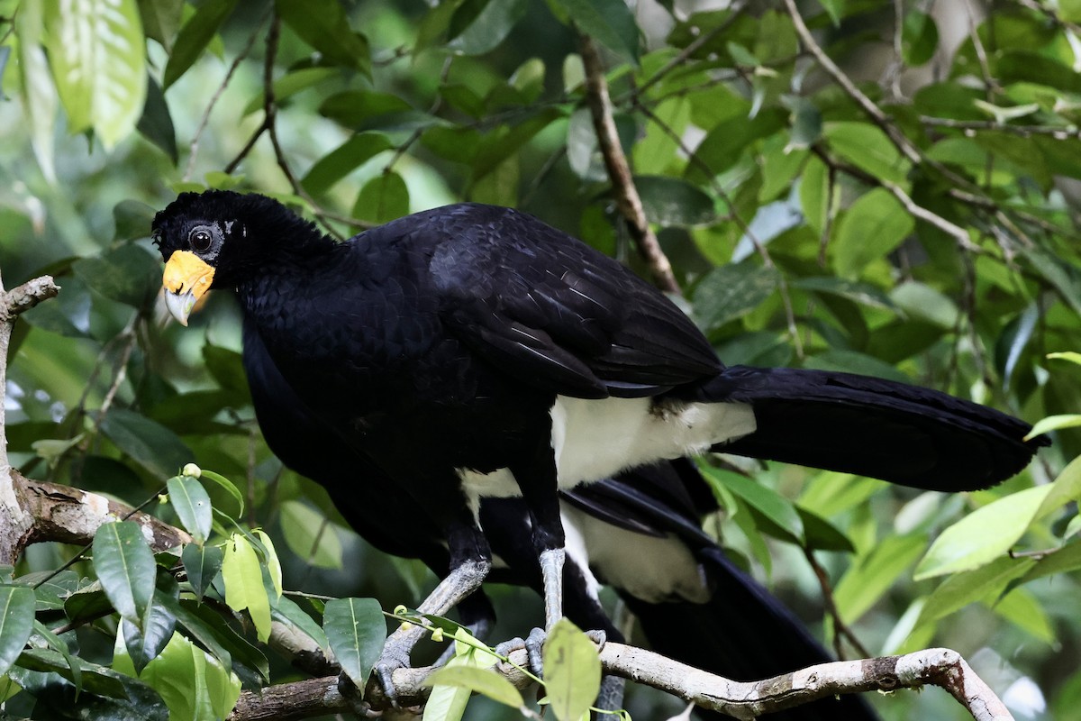 Black Curassow - ML609363182