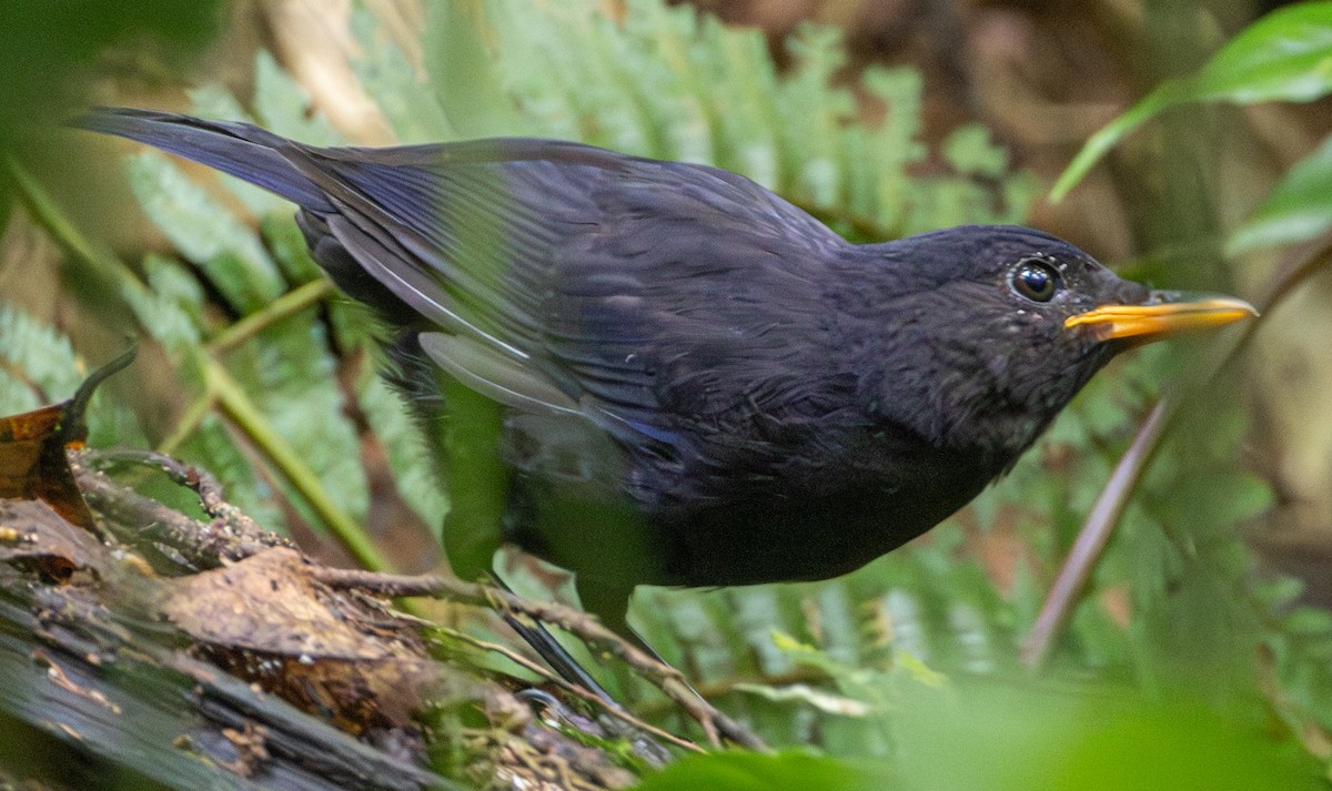 Malayan Whistling-Thrush - ML609363479