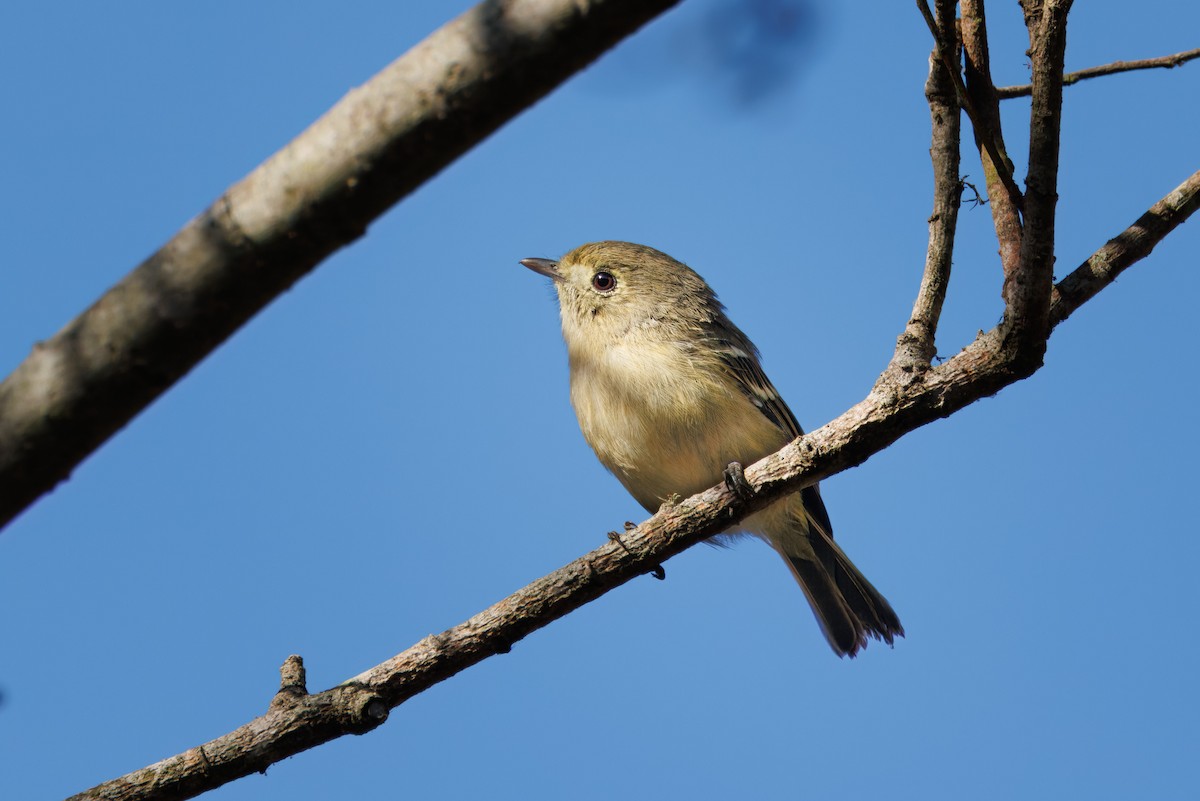 Hutton's Vireo - ML609363501