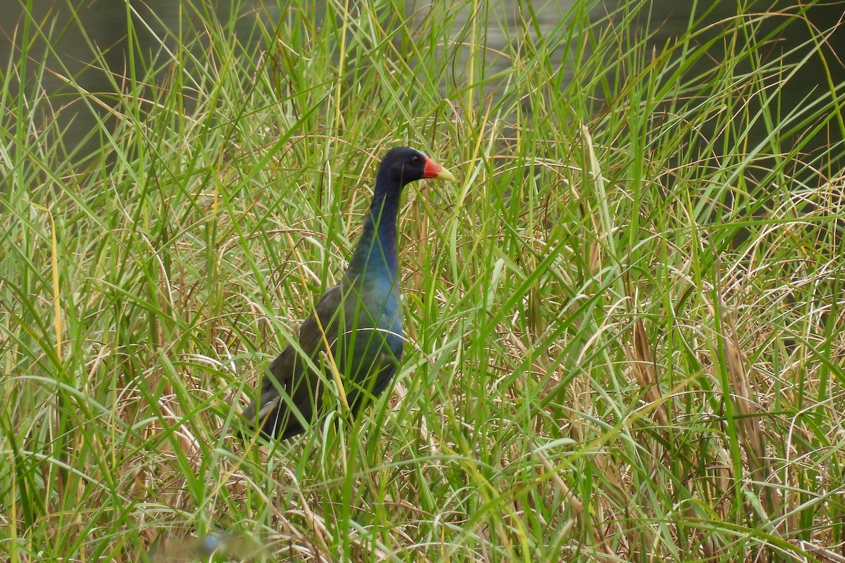 Purple Gallinule - Judith A. Kennedy