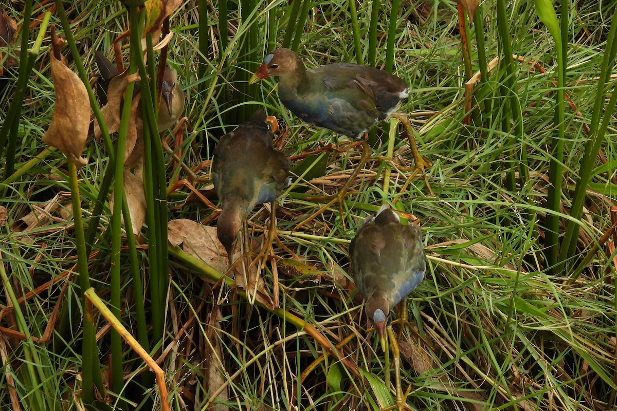 Purple Gallinule - Judith A. Kennedy