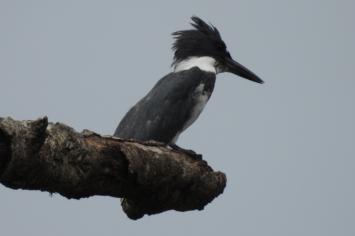 Belted Kingfisher - Judith A. Kennedy