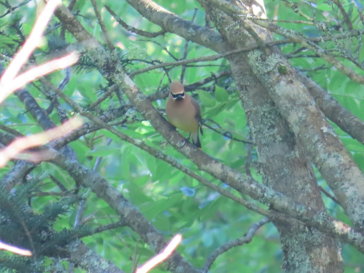 Cedar Waxwing - ML609363591