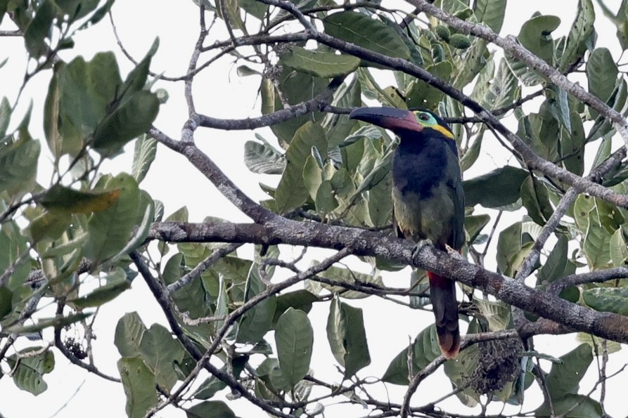 Guianan Toucanet - ML609363627