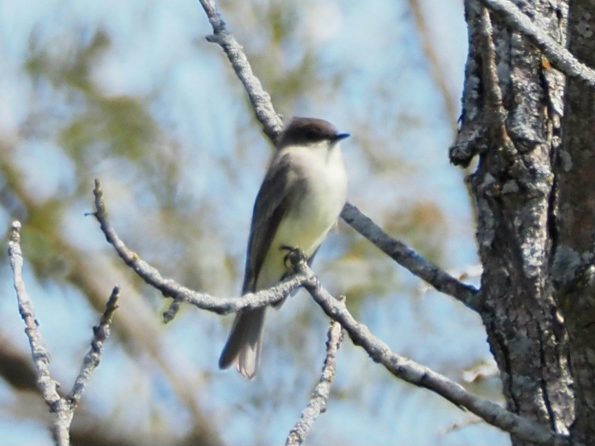 Eastern Phoebe - ML609363629