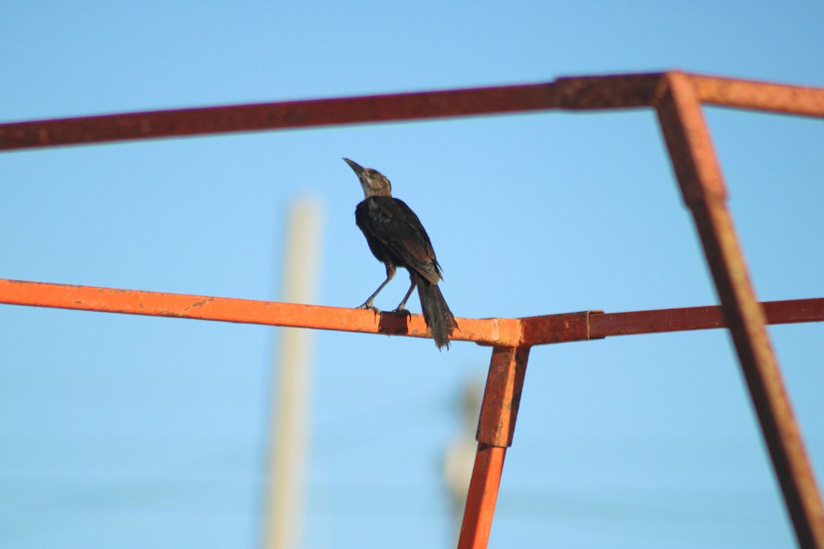 Great-tailed Grackle - ML609363669