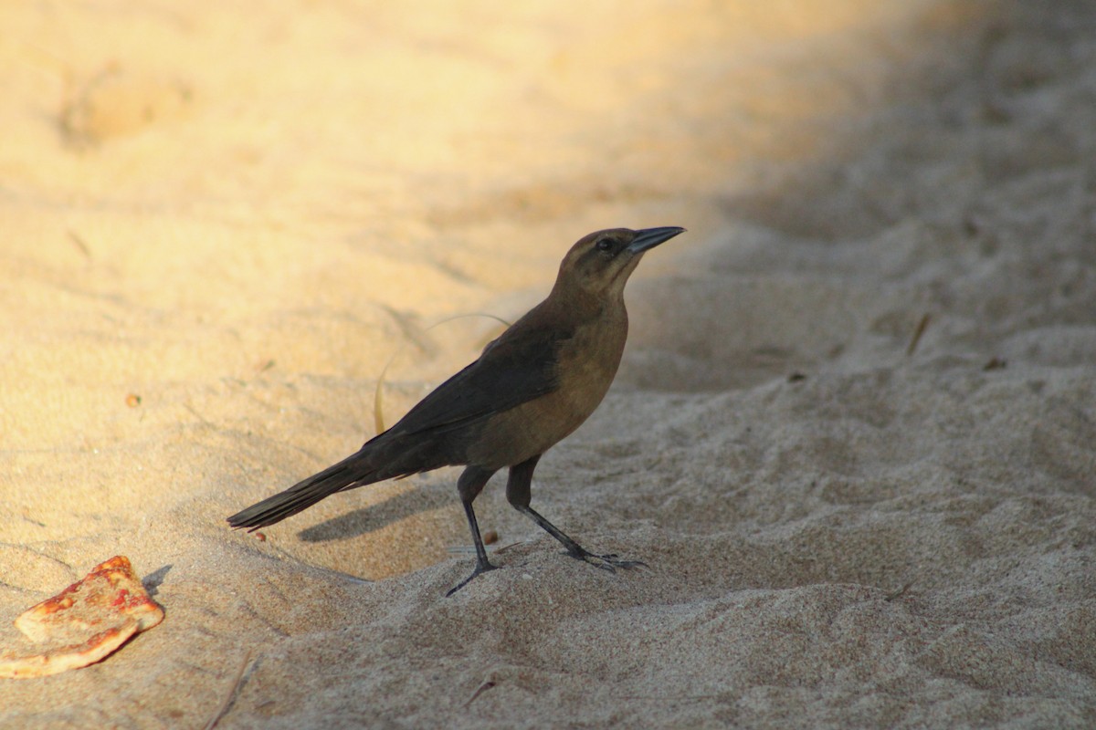 Great-tailed Grackle - ML609363671