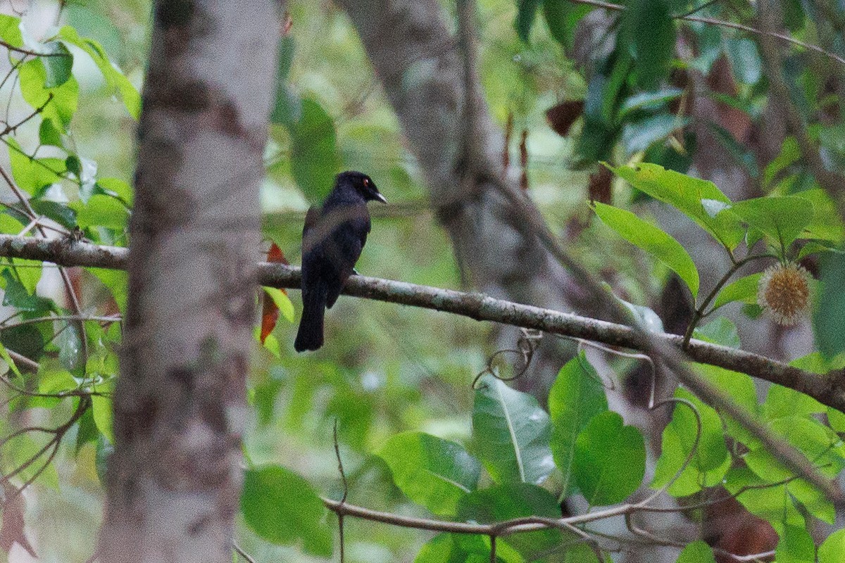 Sharpe's Drongo (Western) - ML609363681