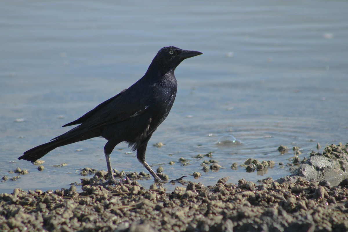 Great-tailed Grackle - ML609363787