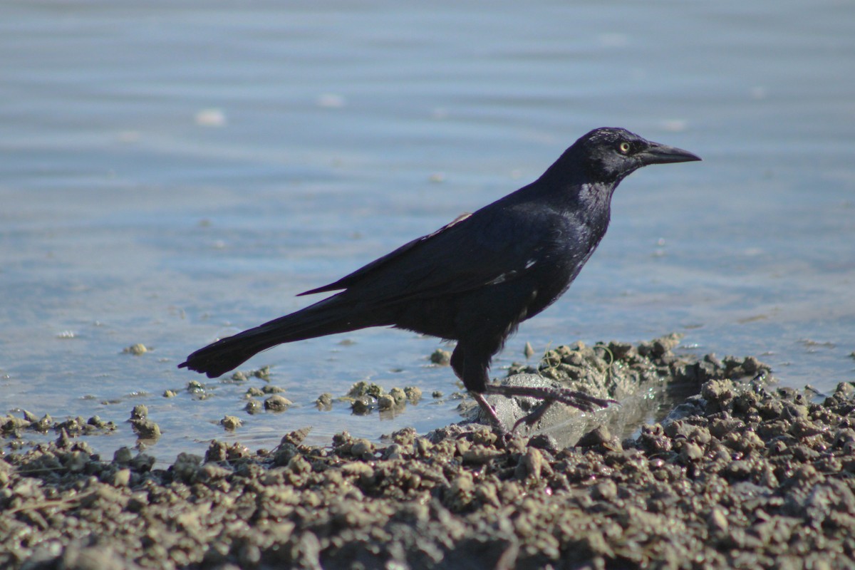 Great-tailed Grackle - ML609363788
