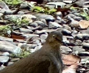 Gray-chested Dove - ML609363864